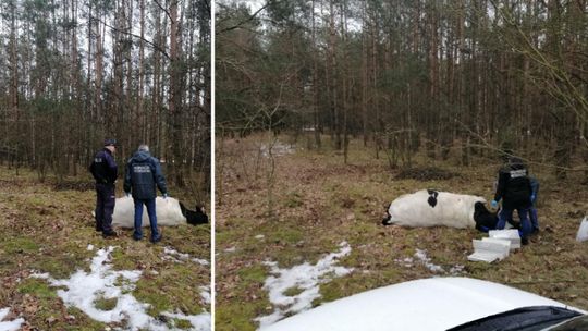 Tragiczne wieści z gm. Strzegowo. Nie żyje 64-latek zaatakowany przez byka