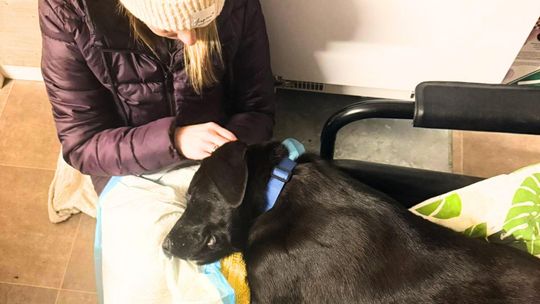 Uszowy „Szpitalik nadziei” dla zwierząt. Ruszyła zbiórka