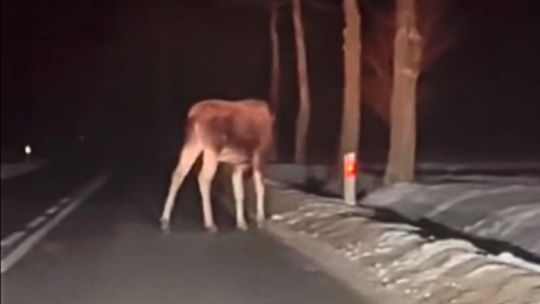 Uwaga na dzikie zwierzęta na drogach regionu. Policja apeluje o ostrożność