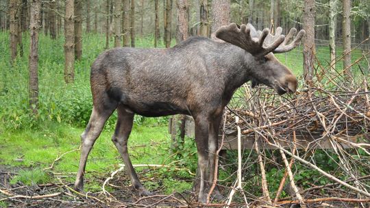 Uwaga na łosie! Dwa wypadki w weekend