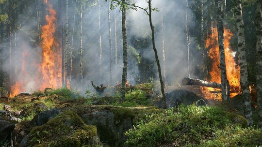 Uwaga! Susza w lasach może prowadzić do pożarów