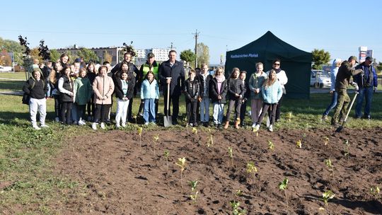 W Płońsku powstał las kieszonkowy