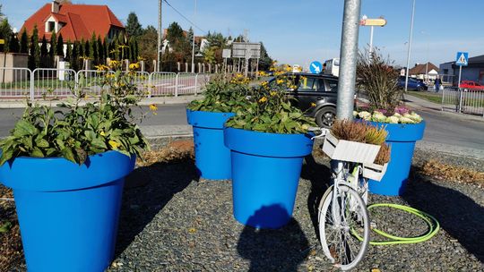 W Płońsku przybędzie ponad 2 tys. roślin. Powstanie nowa łąka kwietnia