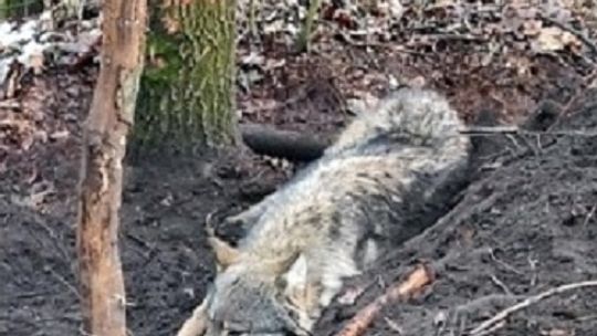 Wilk znaleziony we wnykach na pograniczu pow. płońskiego i mławskiego