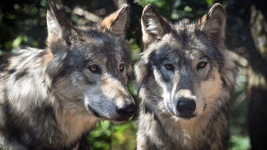 Wilki w lasach powiatu płońskiego. Nadleśnictwo wskazuje jak się zachować