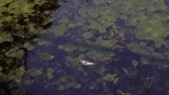 WIOŚ nie otrzymał informacji o śniętych rybach w Płonce