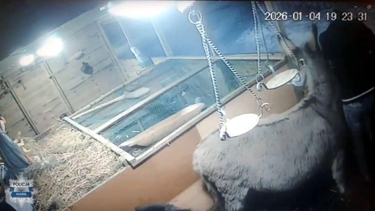 Włamanie do skarbonek przy żywej szopce w Płońsku. Sprawca zatrzymany [WIDEO]