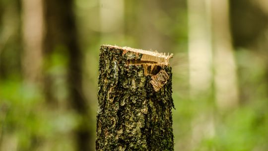 Wzdłuż krajowej drogi nr 60 i nr 50 znikają drzewa. Powód?