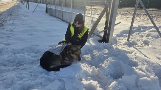 Z drogi do schroniska. Przykład dobrej współpracy i odpowiedzialnej reakcji