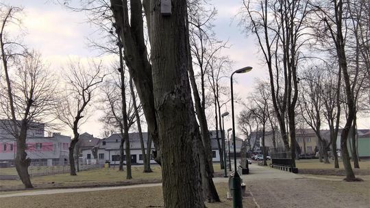 Zamontowano budki lęgowe dla ptaków. W planach rewitalizacja parków miejskich. 