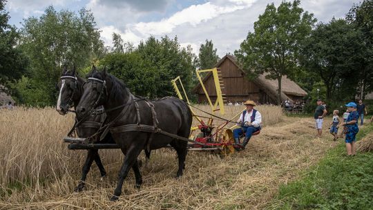 Żniwa w skansenie. Zobaczymy dawne zwyczaje i prace polowe na wsi