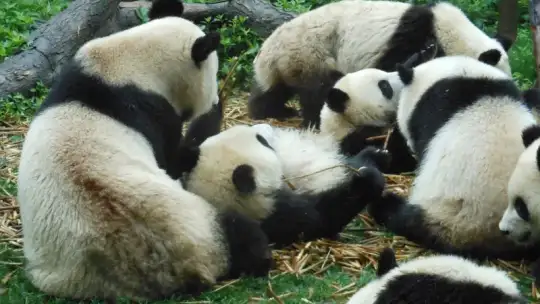 Zoo Warszawa – wszystko, co musisz wiedzieć o ogrodzie zoologicznym w stolicy Zoo Warszawa – wszystko, co musisz wiedzieć o ogrodzie zoologicznym w stolicy