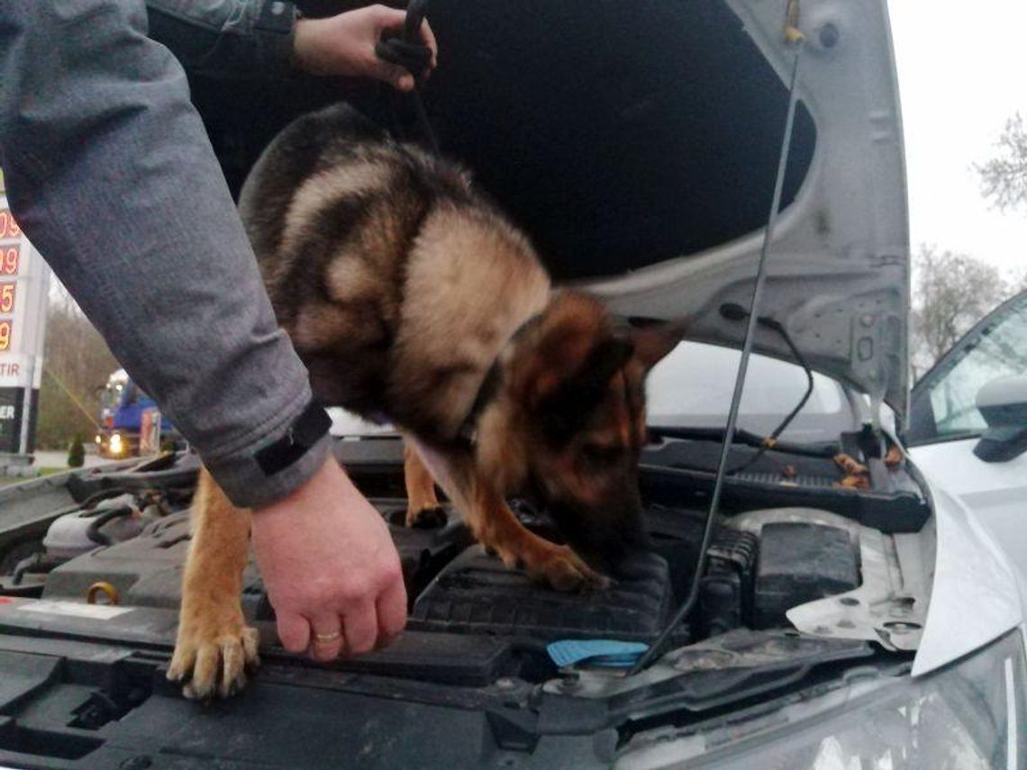 20 kg marihuany, kokainy i amfetaminy miało trafić z Płocka na okoliczny rynek. Zatrzymano młodych mieszkańców Sierpca