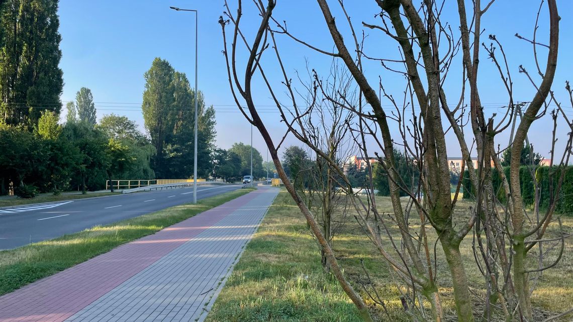 20 z 25 dębów przy Kopernika w Płońsku  uschniętych lub częściowo uschniętych