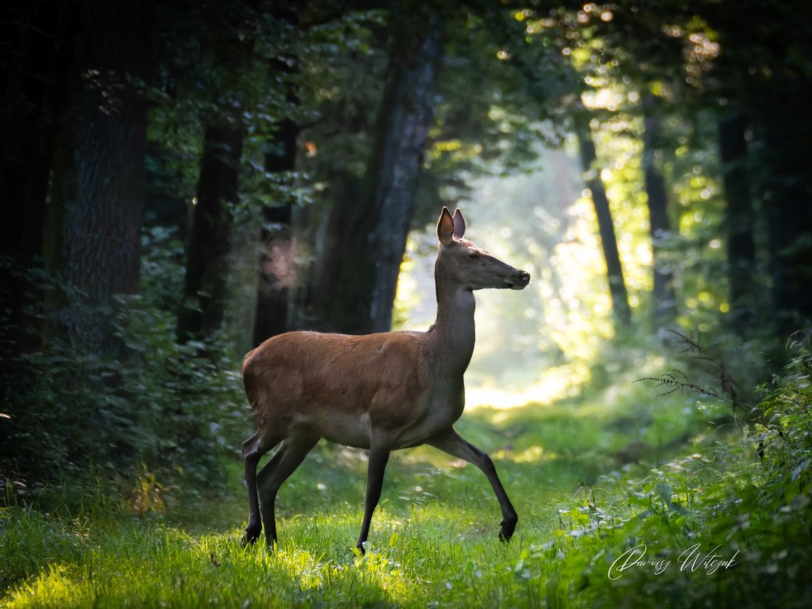 21 zdarzeń drogowych w dwa miesiące w powiecie płońskim z dzikim zwierzętami