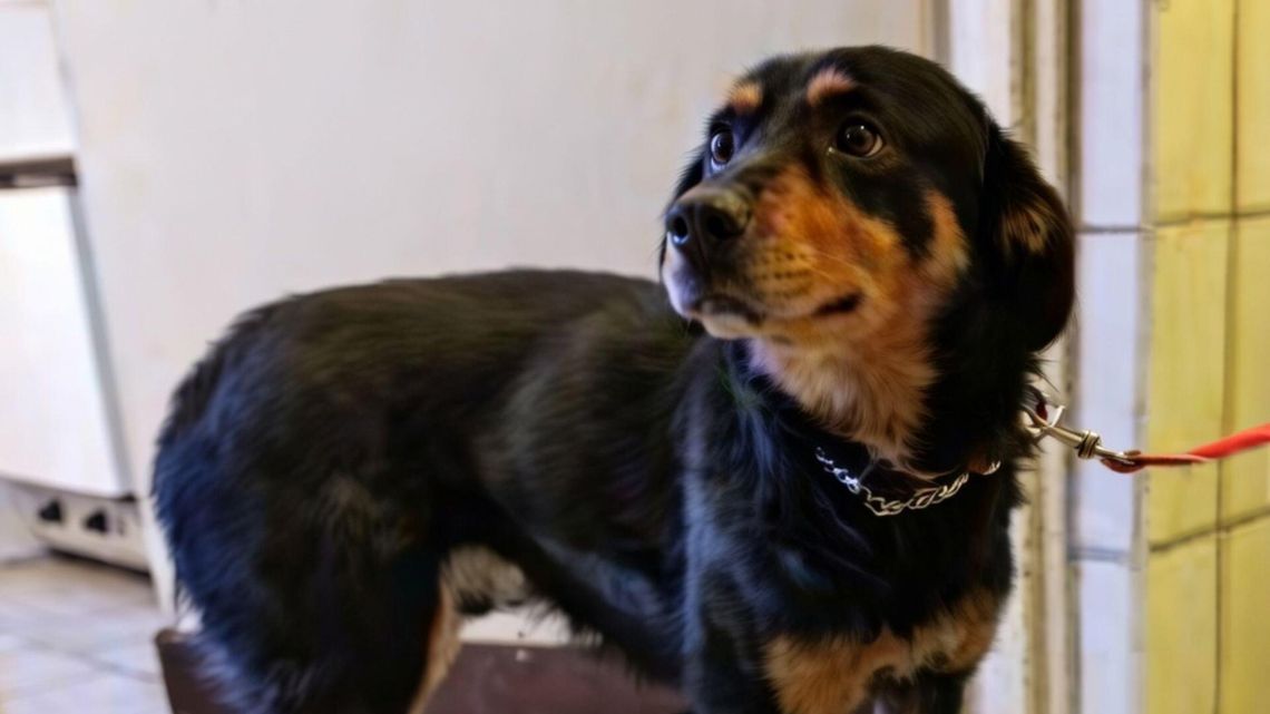 „Becikowe na 4 łapy” – 1500 zł za adopcję psa w gminie Sońsk