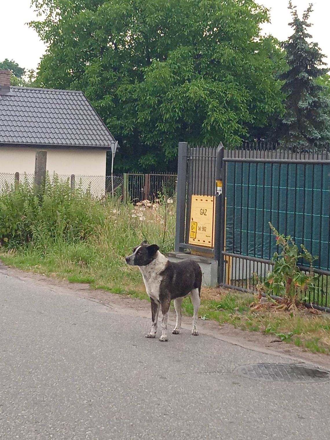 Bezdomny agresywny pies biega po Sochocinie. Gmina bezradnie rozkłada ręce