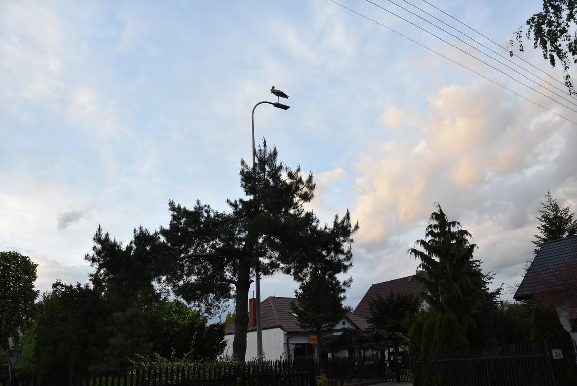 Bociany chcą zbudować dom w Płońsku. Władze im w tym pomogą