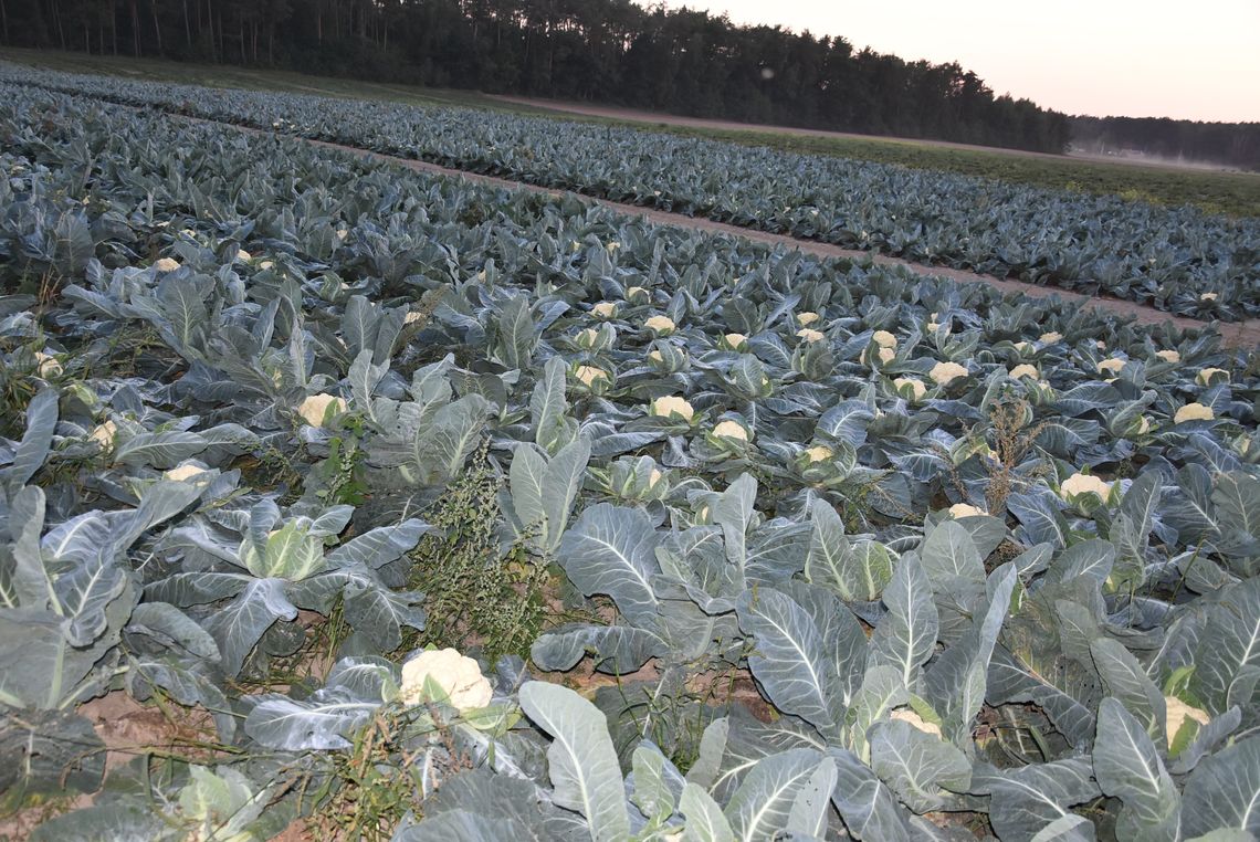 Być albo nie być dla plantatorów kalafiora i brokuła z gm. Czerwińsk