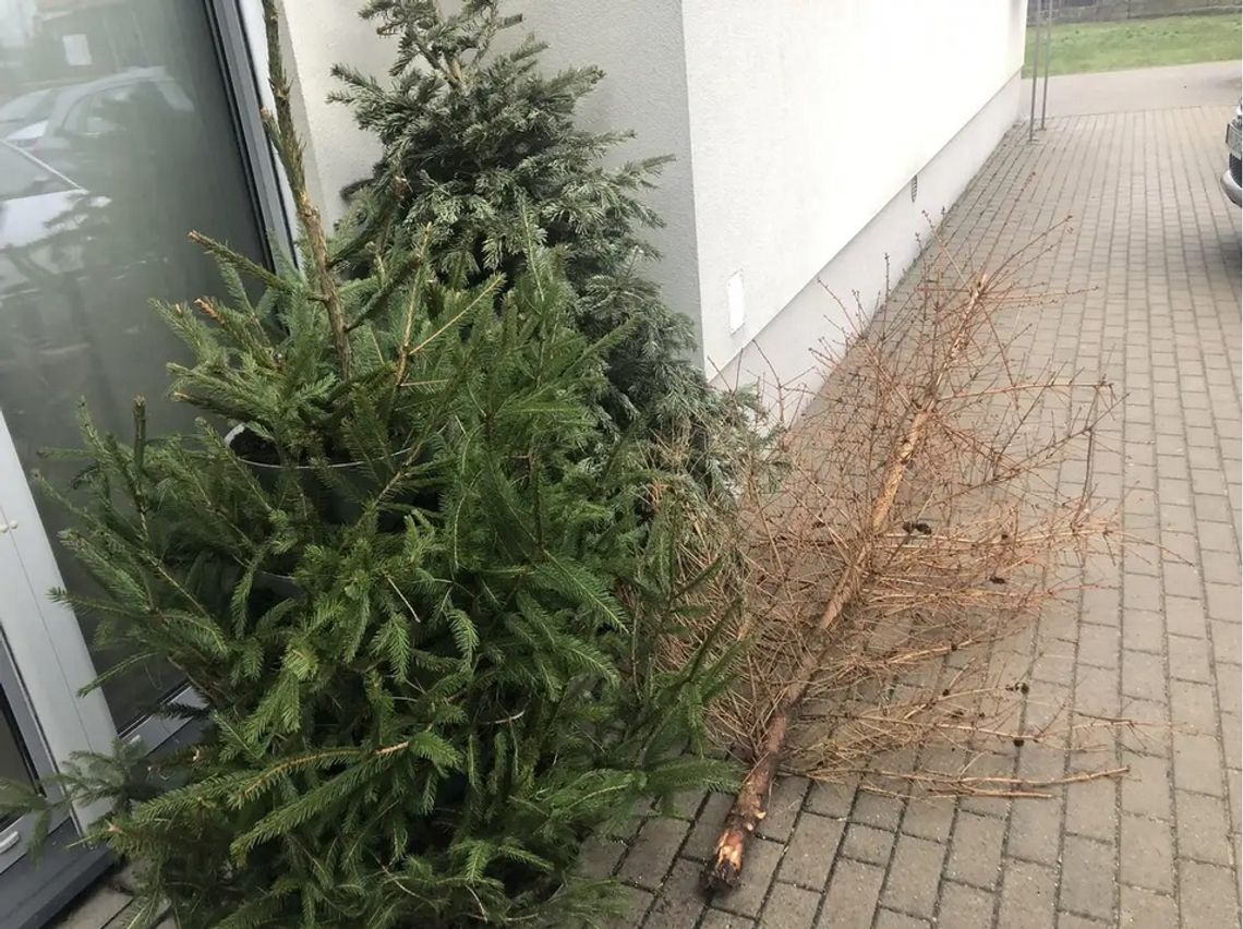 Choinki, zamiast skończyć na śmietniku, mogą wrócić jako ciepło w kaloryferach