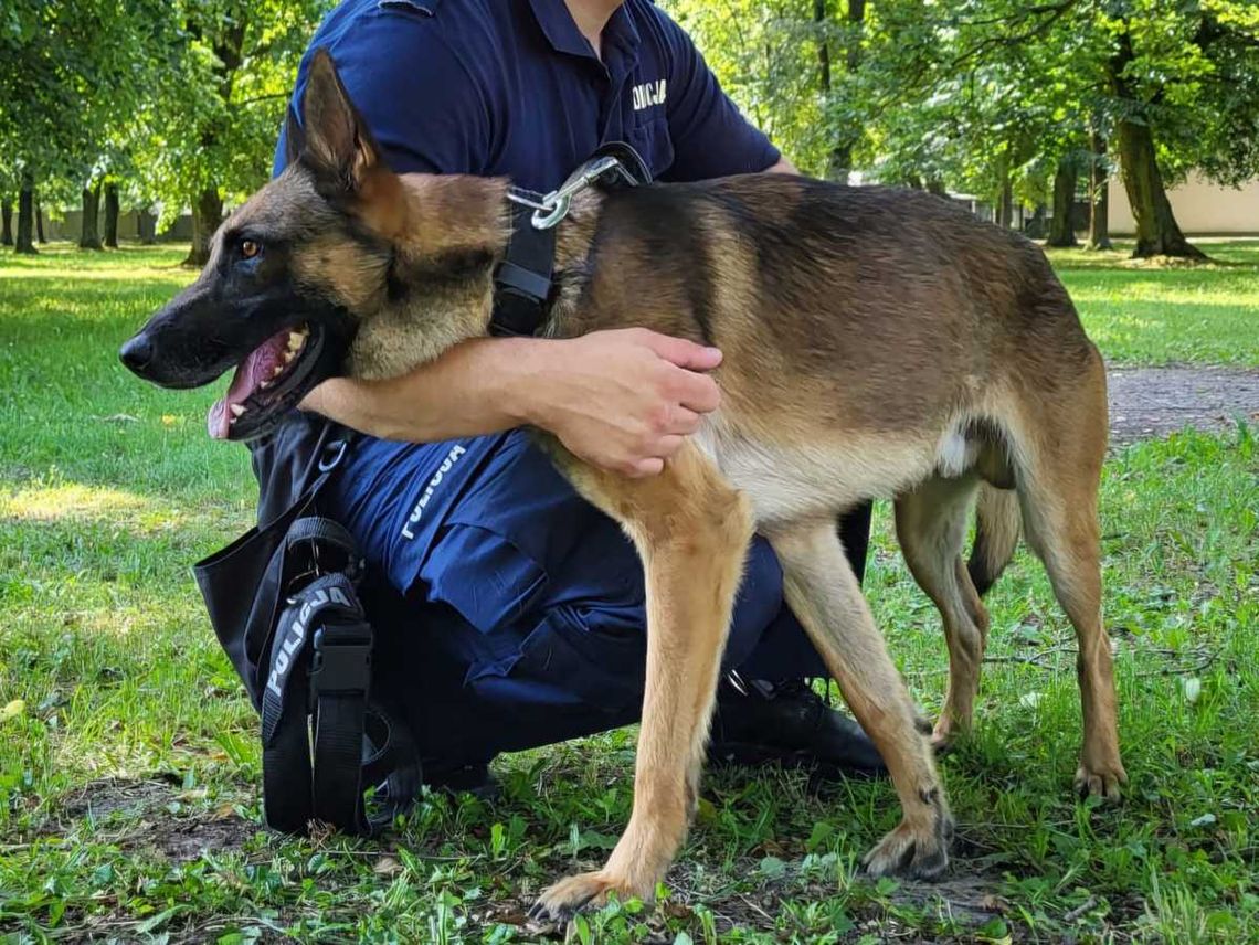 Czujny nos Rico wskazał kryminalnym miejsce ukrycia narkotyków