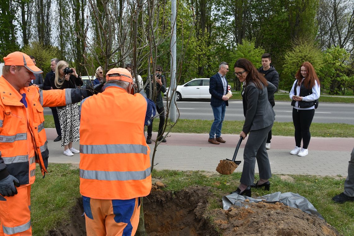 Dęby posadzone w ramach uczczenia 25 lat samorządu powiatowego