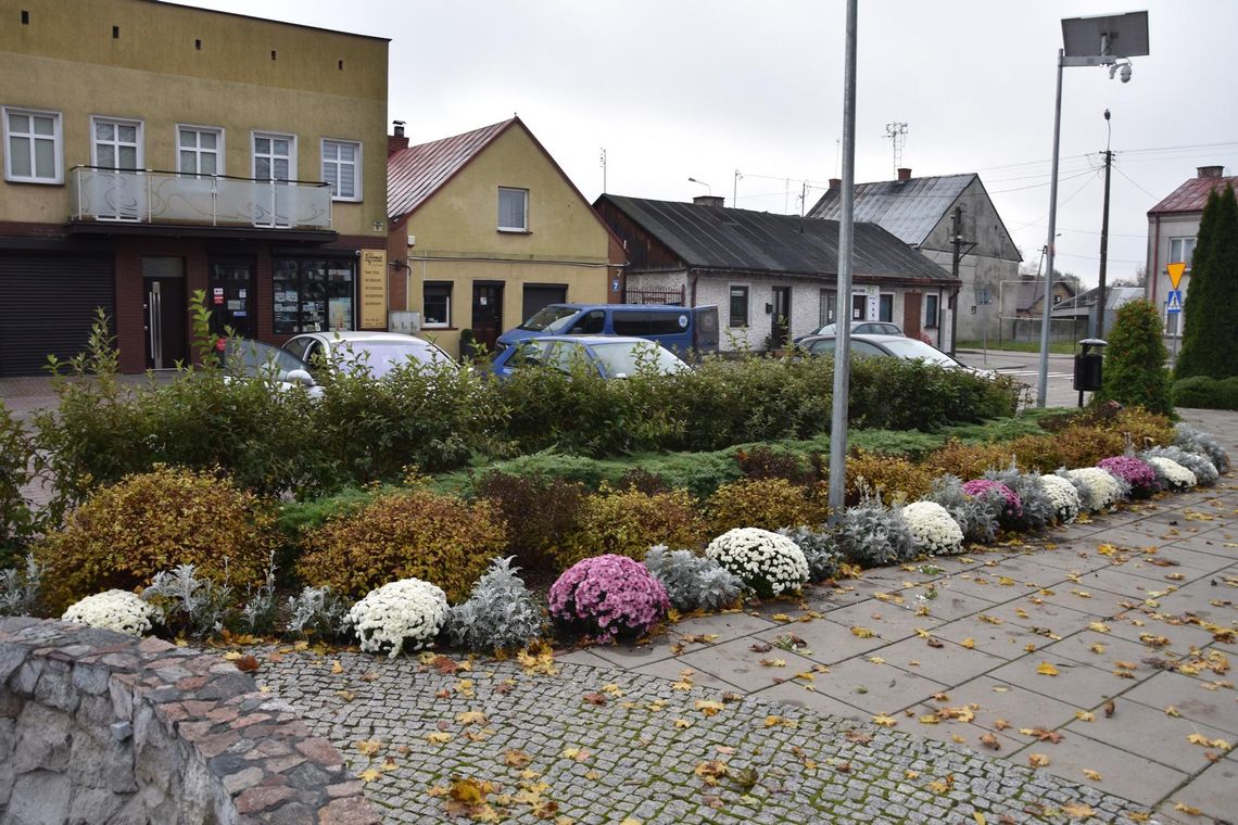 Gmina Sochocin w chryzantemach. Wszystko dzięki pomocy producentom kwiatów