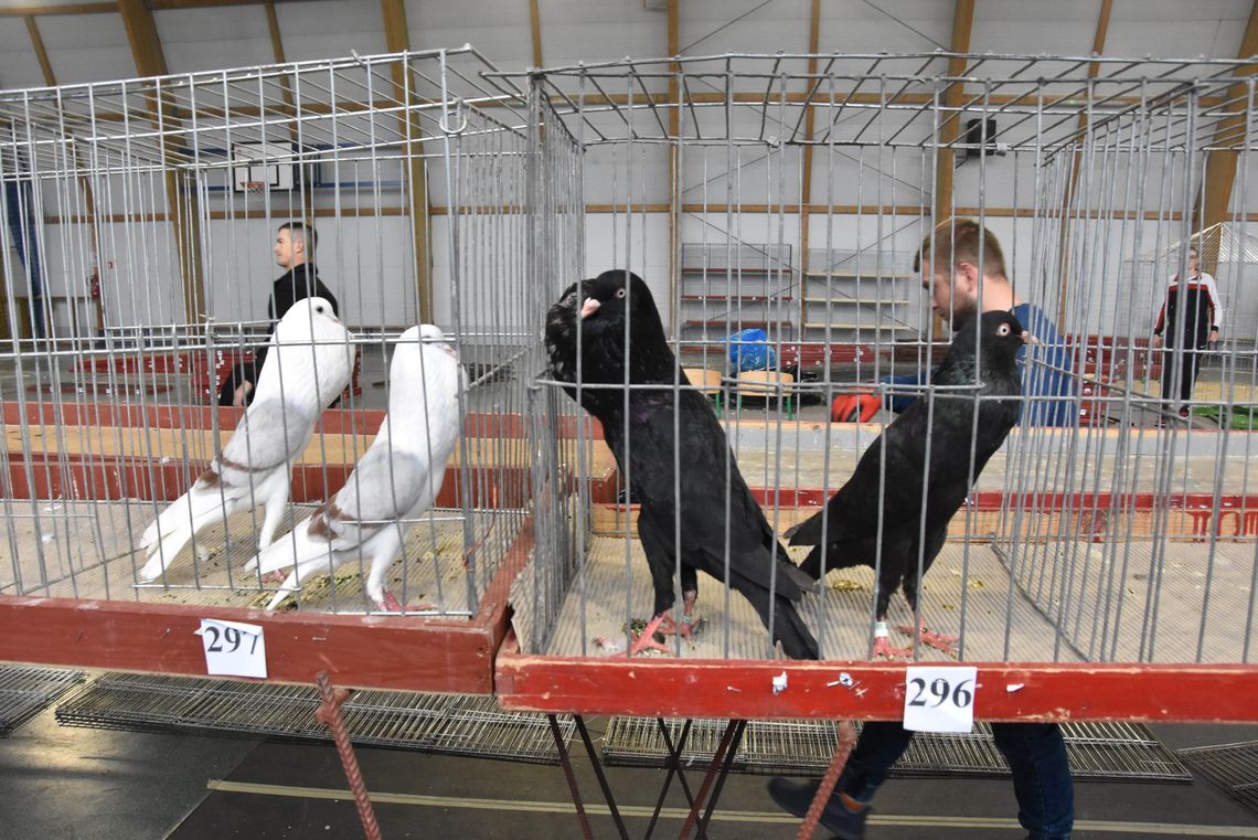 Gołębie opanowały Staroźreby. Pierwsza taka wystawa w historii