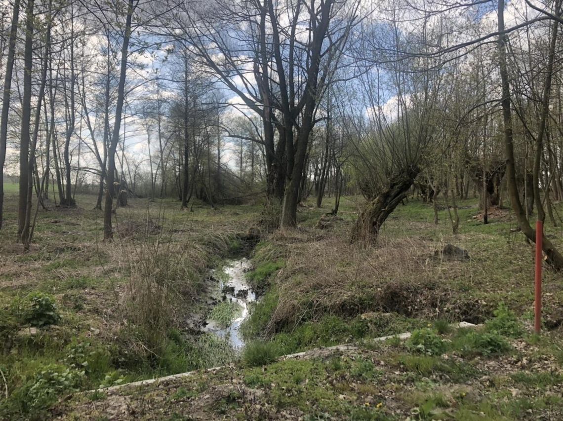 Jak dwutygodniowa nieobecność człowieka wpłynęła na nasze lasy? Nadleśniczy wyjaśnia