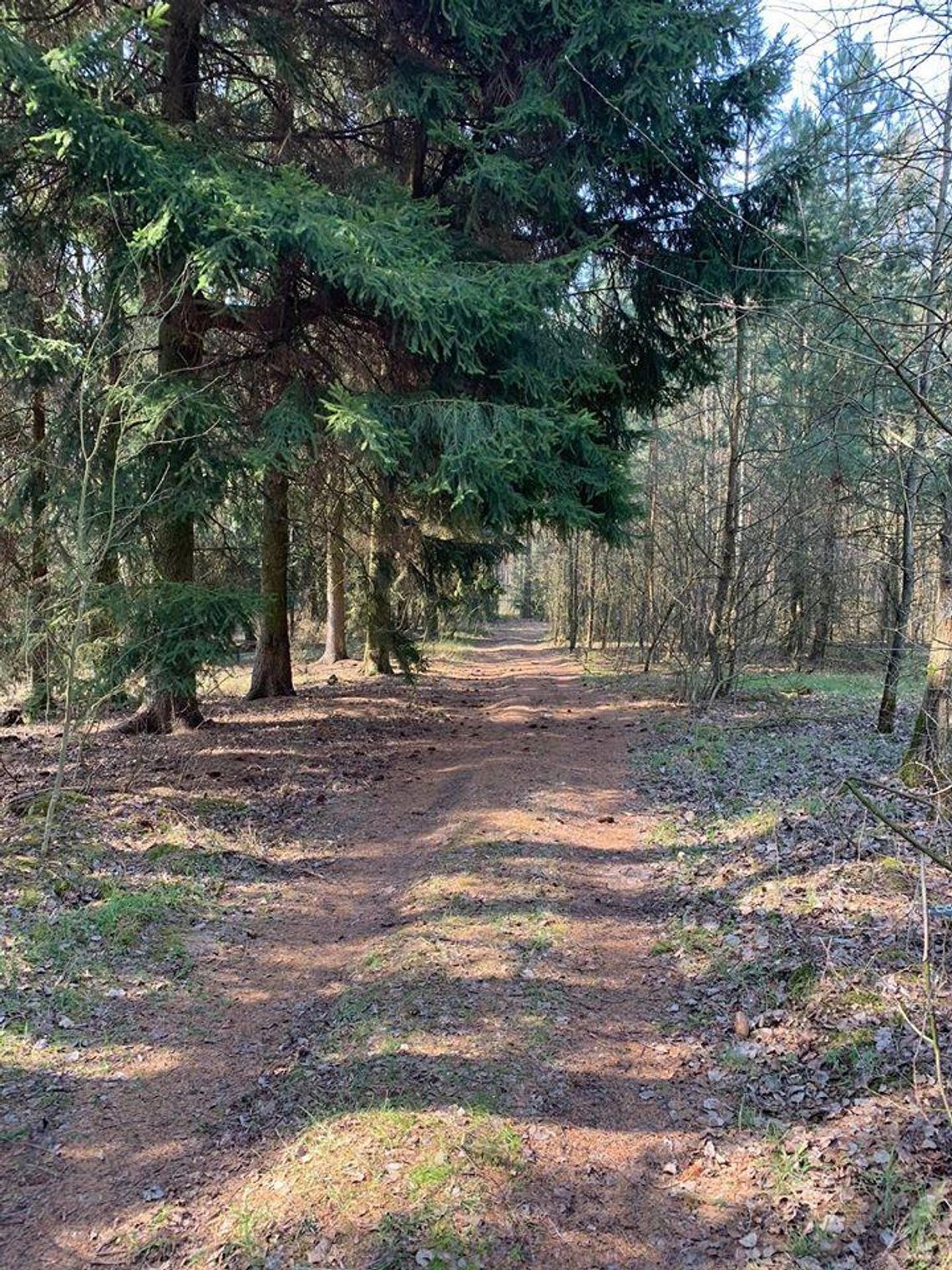 Jak sobie radzimy z zakazem wejścia do Lasów Państwowych?