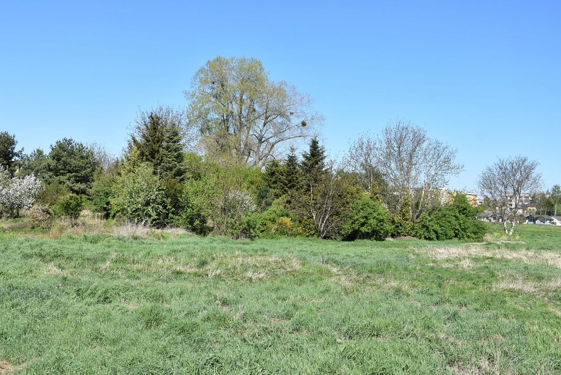 Kolejne tereny zielone w Płońsku zostaną zagospodarowane Kolejne tereny zielone w Płońsku zostaną zagospodarowane