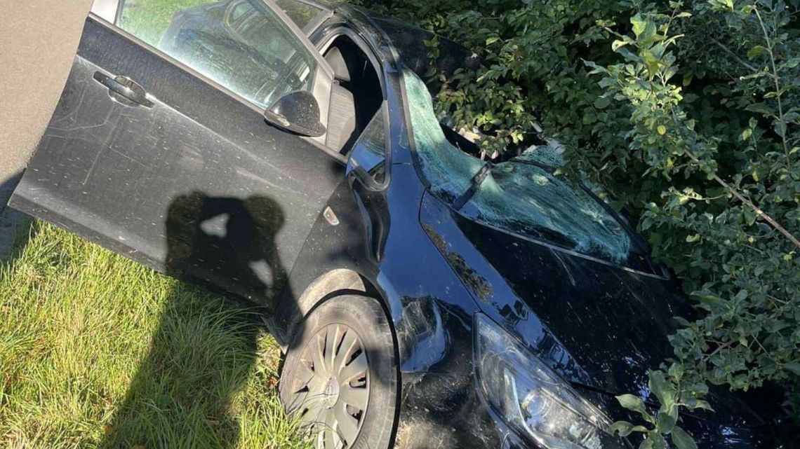 Kolejne zdarzenie z udziałem dzikiego zwierzęcia