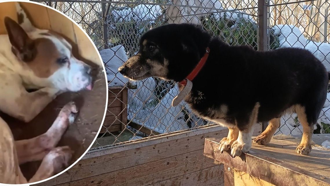 Kontrowersje wokół schroniska w Pawłowie. Placówka odpowiada na zarzuty Kontrowersje wokół schroniska w Pawłowie. Placówka odpowiada na zarzuty