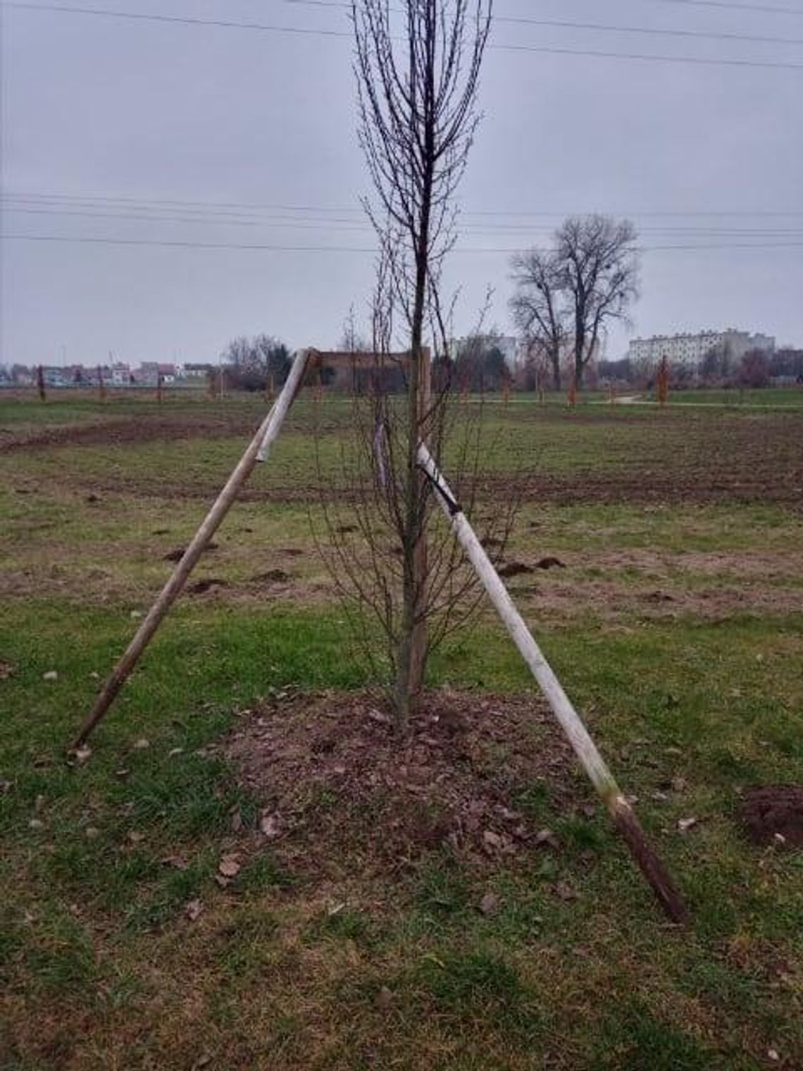 Kradzieże i akty wandalizmu w Płońsku związane z nasadzeniami zieleni Kradzieże i akty wandalizmu w Płońsku związane z nasadzeniami zieleni