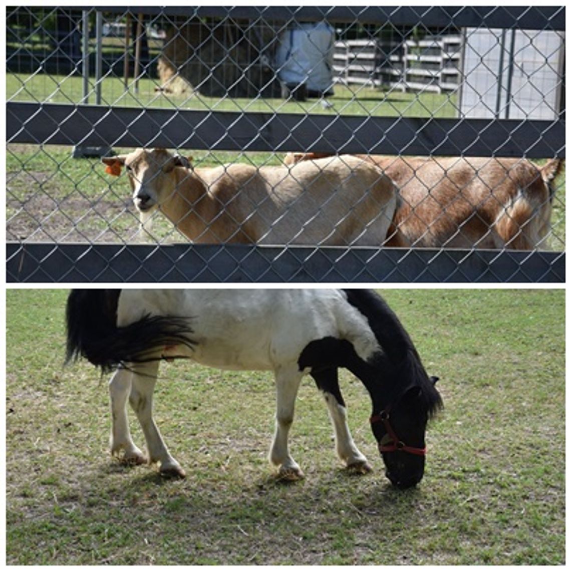 Kucyki i kózki ponownie w płońskim mini zoo