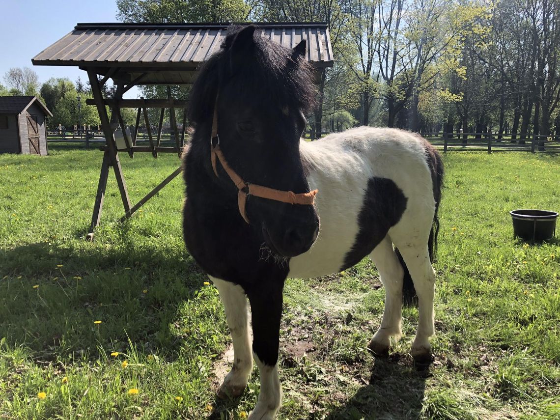 Kucyki i kozy na początek. Płońskie mini zoo z pierwszymi zwierzętami