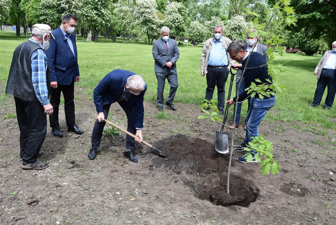 Las kieszonkowy powstanie w Płońsku. Park 120-lecia BS wzbogaci się o 300 sadzonek