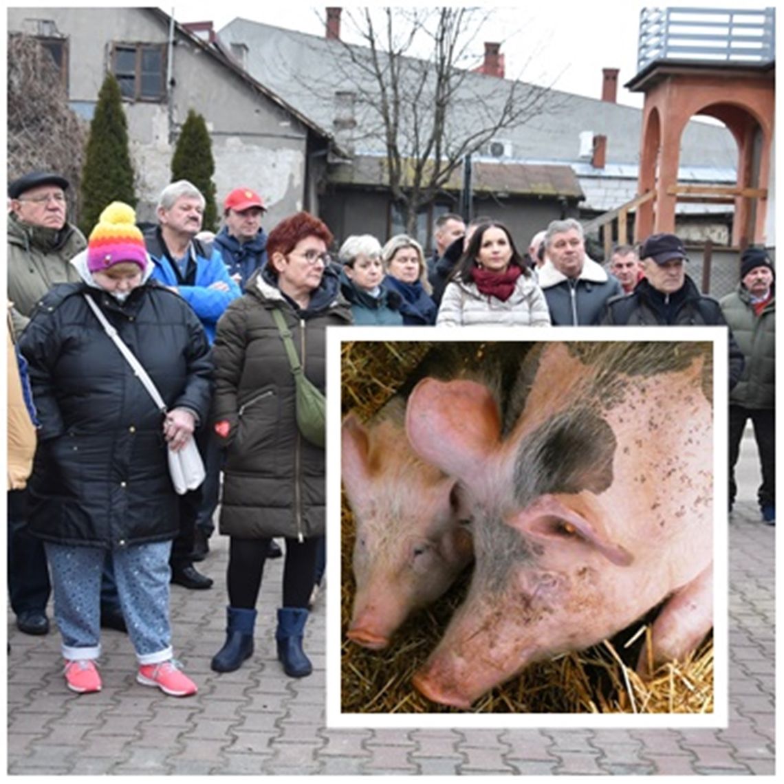 Mieszkańcy mówią stanowcze „NIE”. Czy w gminie Nowe Miasto powstanie wielka chlewnia?
