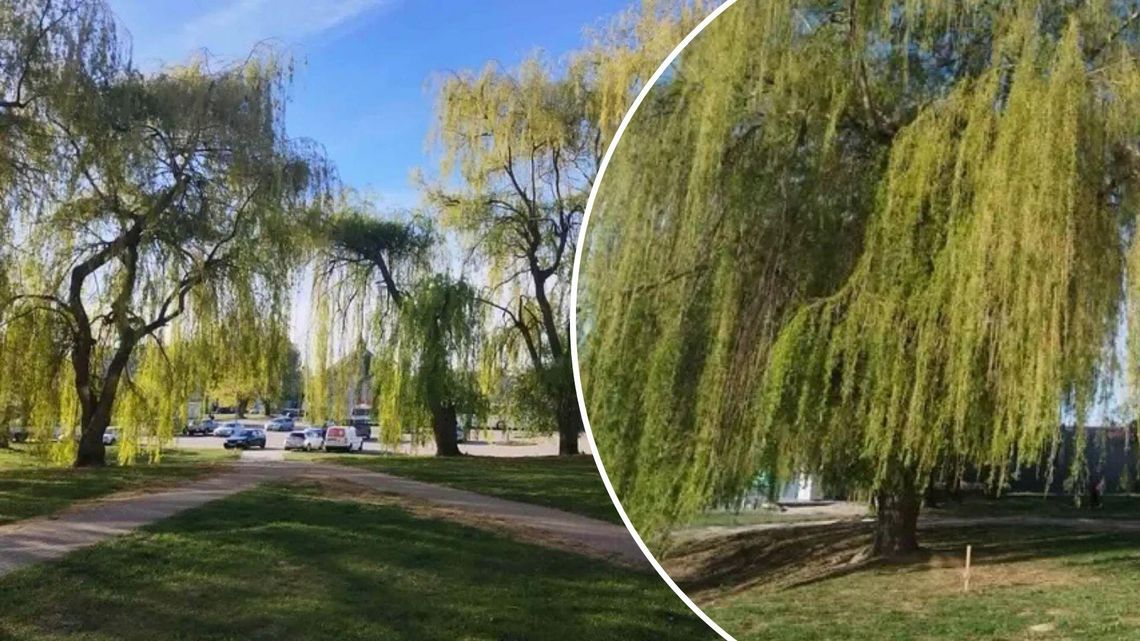 Mieszkańcy obawiali się wycinki,  ale ta “nie jest planowana”