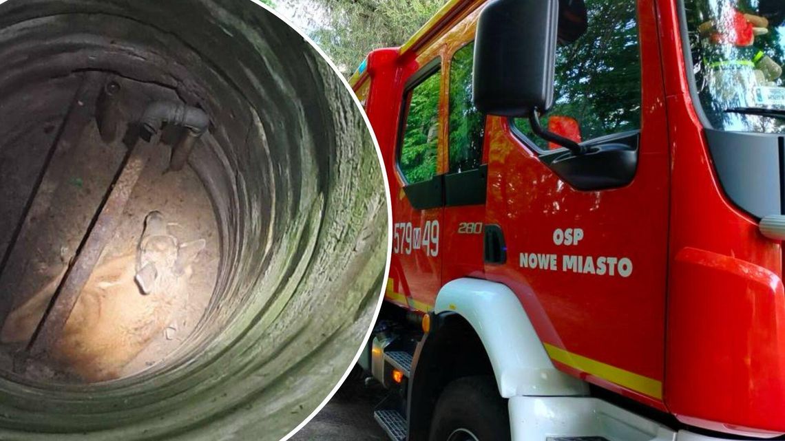 Młody łoś wpadł do studni. Zwierzę uratowali strażacy