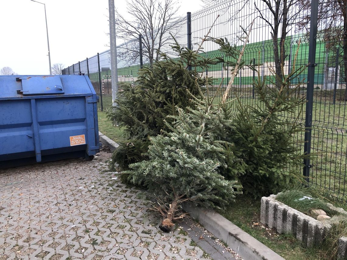 „Nie potrzeba wiele wysiłku, by zrobić coś dobrego dla otoczenia” - rusza zbiórka choinek w Płońsku