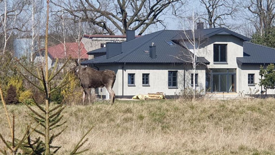 Niecodzienny gość w Baboszewie