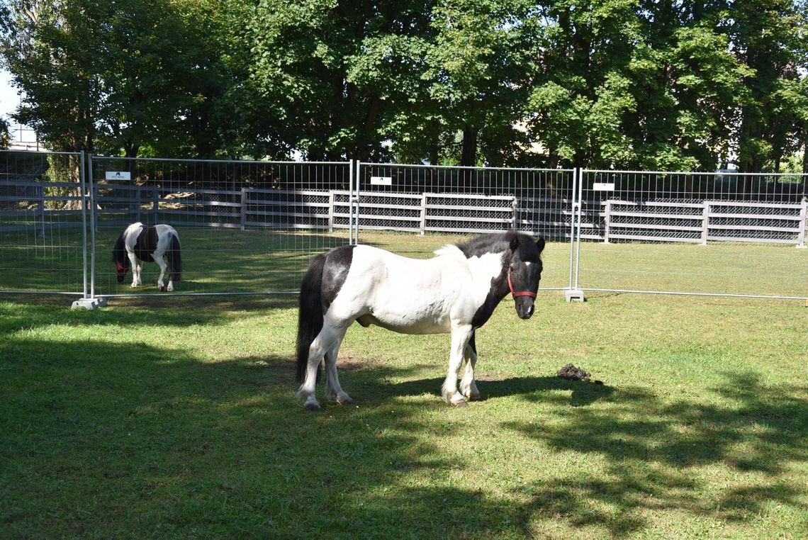 Nowe zwierzęta trafią do płońskiego mini zoo Nowe zwierzęta trafią do płońskiego mini zoo