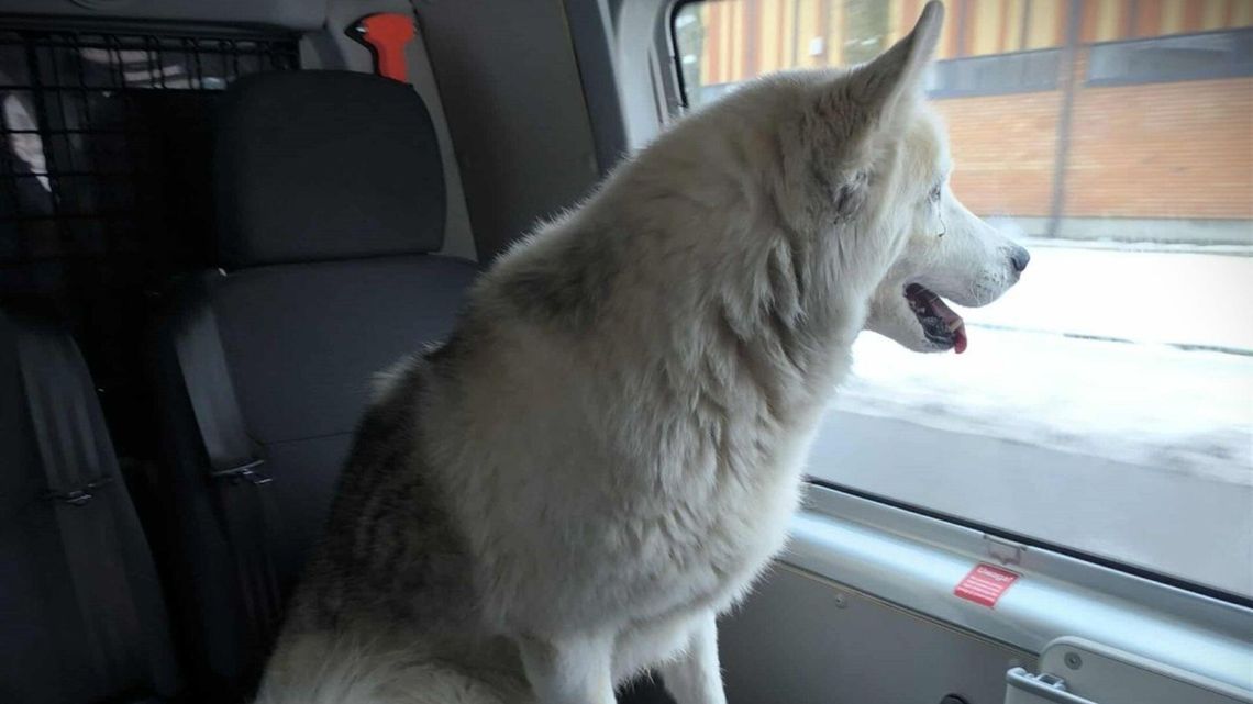 O psie, który jeździł koleją... nietypowa interwencja ciechanowskiej policji