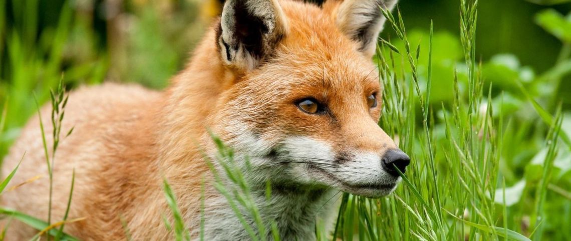 Obszar zagrożony dosięgnął pow. płońskiego. Powiatowy Lekarz Weterynarii o wściekliźnie na Mazowszu