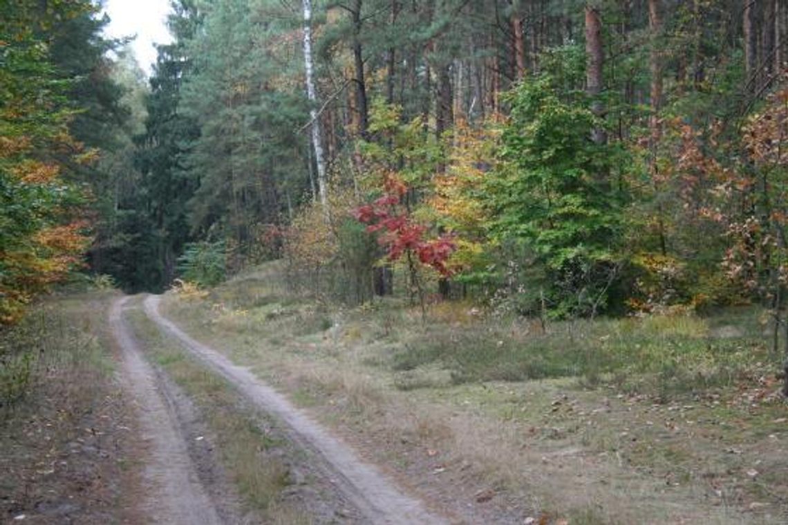 Ochrona drzewostanu płońskiego nadleśnictwa 