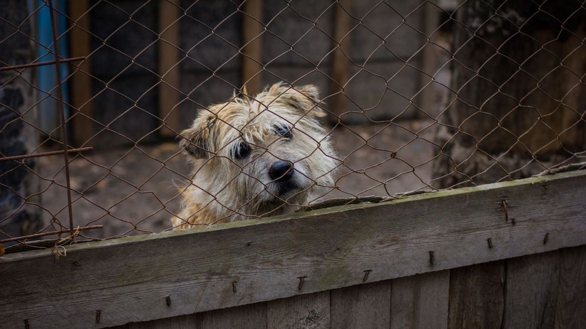 Odwołanie kierowniczki schroniska w Pawłowie? Powstała petycja internetowa Odwołanie kierowniczki schroniska w Pawłowie? Powstała petycja internetowa
