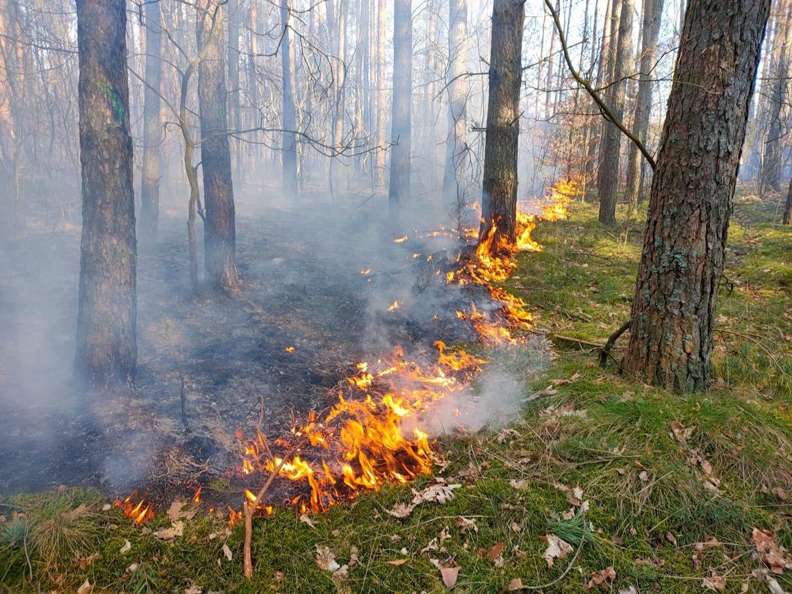 Ogromne zagrożenie w lasach Nadleśnictwa Płońsk