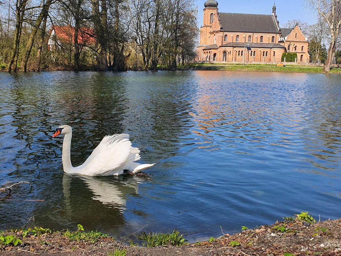 Park w Kroczewie wypięknieje