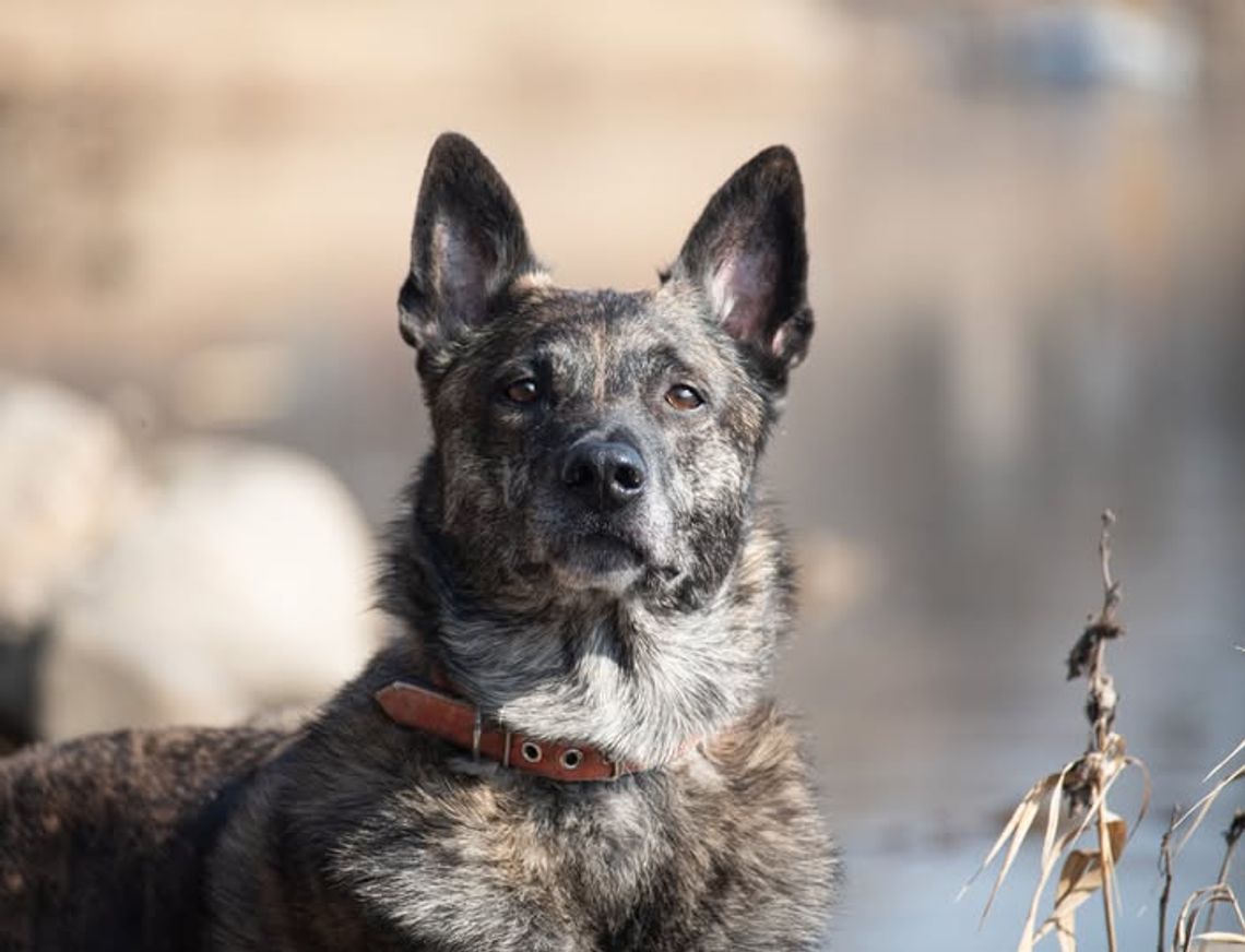 Pies ratowniczy z Nowego Dworu potrzebuje pomocy